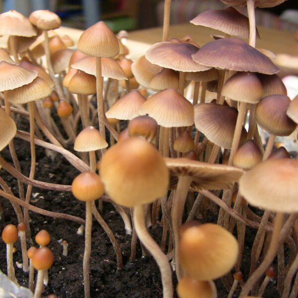 Buy Psilocybe Mexicana online